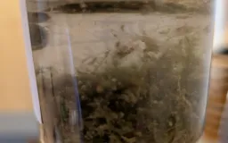 First positive samples